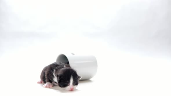 1-week-old kitten crawls out of a tipped over coffee mug
