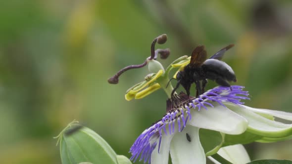 Close up of a black bumblebee extracting nectar from a blue crown passion flower then flying away. S