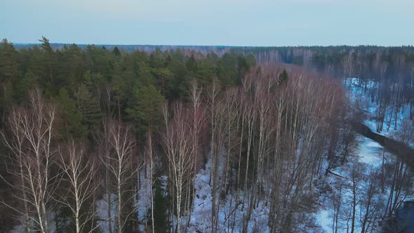 Aerial rising over snowy forest in Latvia