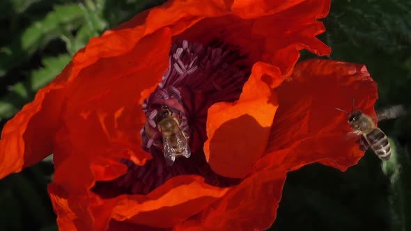 Scene with Bees in a Red Poppy Flower