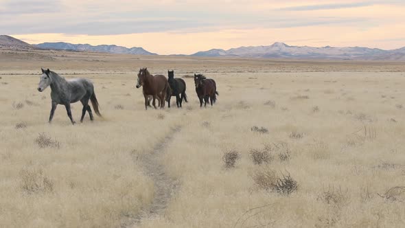 Wild horses running off trail to avoid people