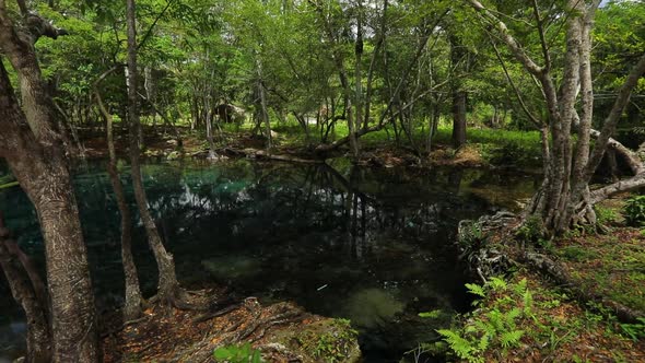 Amazing Mountain Crystal Transparent Lake Wild Fern and Green Vegetation Roots