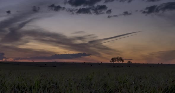 Flat Hill Meadow Timelapse at the Summer Sunrise Time. Wild Nature and Rural Field. Sun Rays, Trees