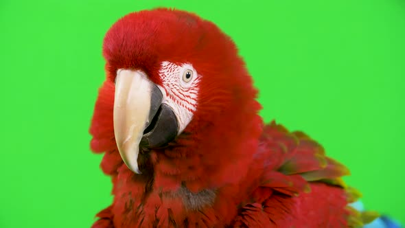 Red Macaw parrot with fluffed up head feathers looks at camera and shakes its head no, in disagreeme