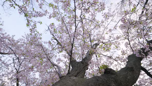 Looking up at ancient cherry Japanese Sakura tree towering above as leaves change color