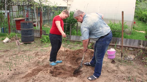 The Son and Father are Planting a Fruit Tree Together Compacting the Soil