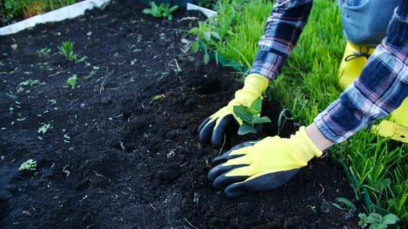 Hobby Concept. Woman Planting Young Seedling