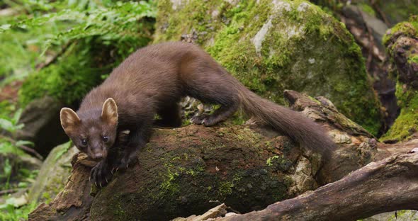 Wild European Pine Marten Walking in Virgin Forest