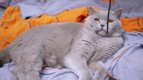 Gray British Domestic Cat Playing with a Rope on the Bed