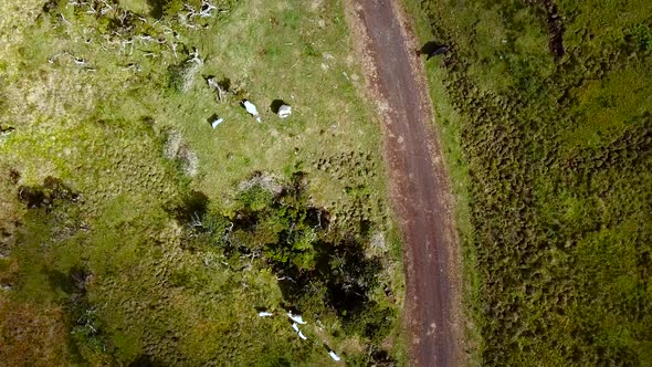 Aerial topdown view of cows next to the road and people walking in Pico Island, Azores. Portugal.