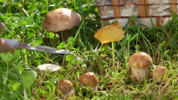 Close Up of a Hand Picking Fresh Mushroom From the Grass on the Summer Day