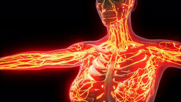 Science Anatomy of Human Blood Vessels alt