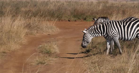 Grant's Zebra, equus burchelli boehmi, Herd at Nairobi Park in Kenya, Real Time 4K