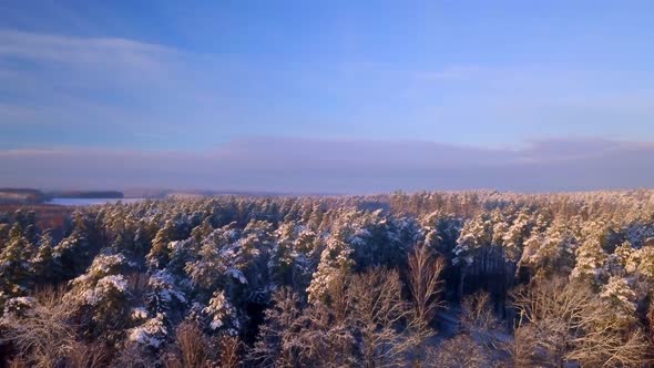 AERIAL with Beautiful Winter Forest