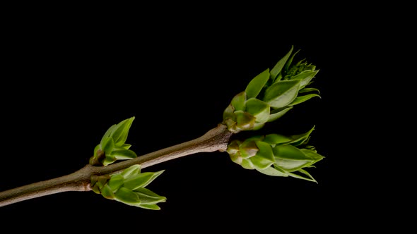 Tree Branches with Opening Leaves Buds