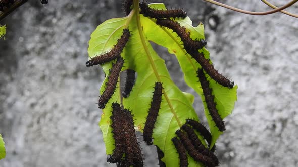 leaf full of caterpillars eating it in 4k