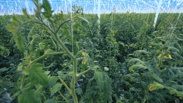 Glasshouse with Tomato Plants. Modern Agriculture.