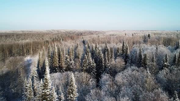 Winter Forest Landscape.