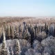 Winter Forest Landscape. - VideoHive Item for Sale