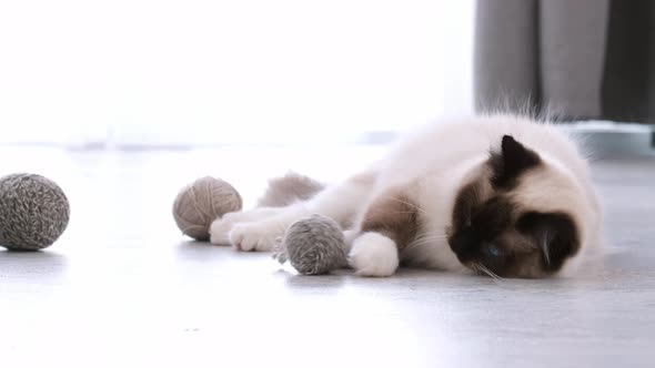 Ragdoll Cat at Home