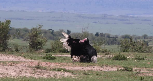 Ostrich, Struthio camelus, Male and Female Mating, Masai Mara Park in Kenya, Real Time 4K