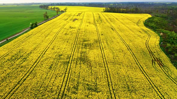 Aerial view of blooming yellow rape fields in spring, Poland