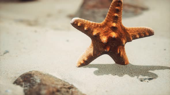 Red Starfish on Ocean Beach with Golden Sand