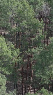 Vertical Video of Pine Forest Aerial View Slow Motion