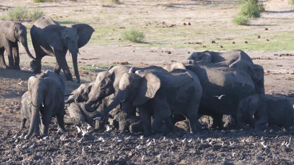 Herd of African Bush elephants enjoying an almost dry mud bath