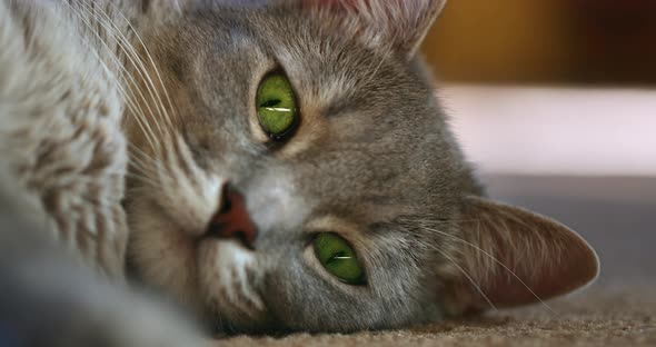 Closeup Shot of Grey Adult Cat Taking a Nap on the Floor and Squinting To the Camera