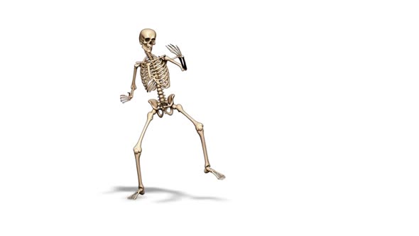 3D Skeleton Fun Dance  Looped on White