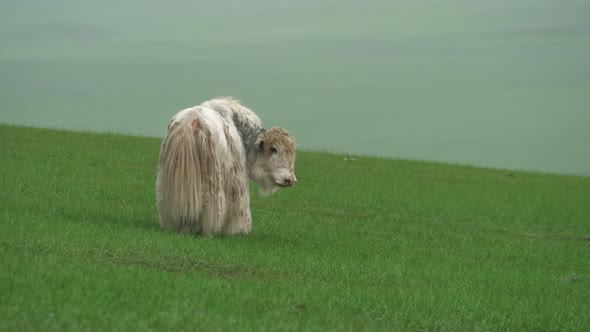 White Long-Haired Male Yak Ox in Asian Meadow