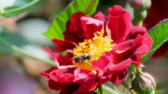 Beautiful delicate picturesque bush blooming roses on a summer day in the park. Rose garden.