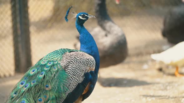 Peacock Walking in the Park