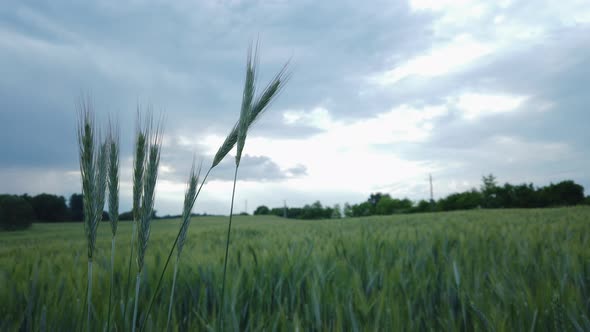 Green wheat field detail on cloudy day - slomo