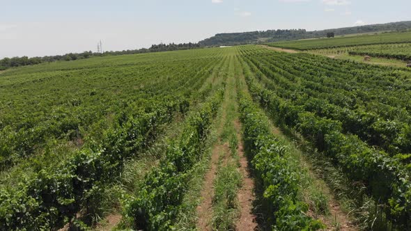 Aerial flight over beautiful vineyard landscape in Tsinandali, Georgia