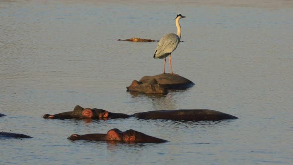 Grey Heron Standing On A Submerged Hippo