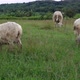 Herd of Sheep Eating Green Grass on the Meadow - VideoHive Item for Sale