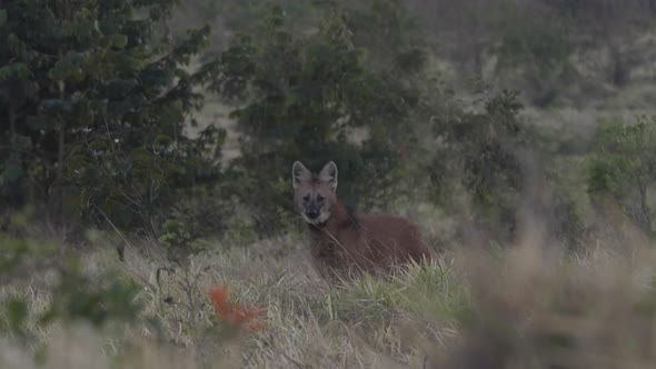 Maned wolf in Cerrado Savannah enters and leaves frame on beautiful picture