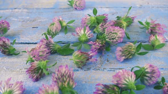 Fresh flowers of clover drops on vintage light blue wooden tabletop. Slow motion.