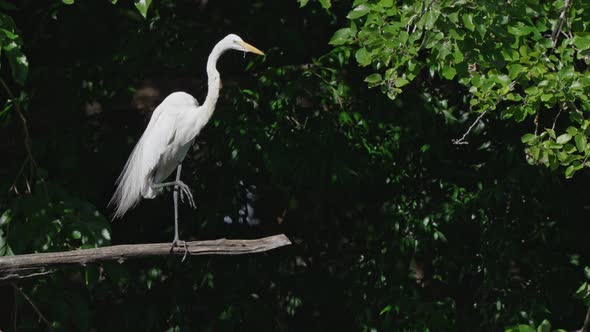 An adult western great egret, ardea alba egretta perched stationary and posing with one foot on a wo