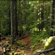 Amazing Forest - VideoHive Item for Sale