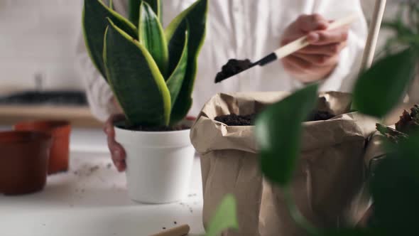 Transplanting Flowerpots Of House Plants, Girl Florist Takes Care Of Plants For Sale Running