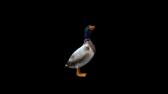 Duck Male Transparent Alpha Loop