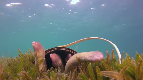 Colony of Grey Geometric Moray