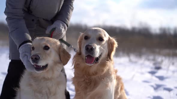 Woman Petting Golden Retriever Dogs During Walk