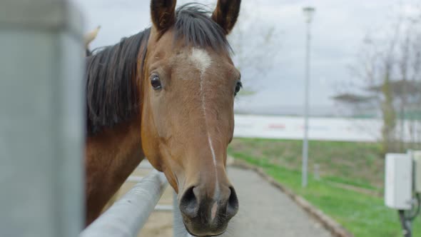 A brown horse and a fence