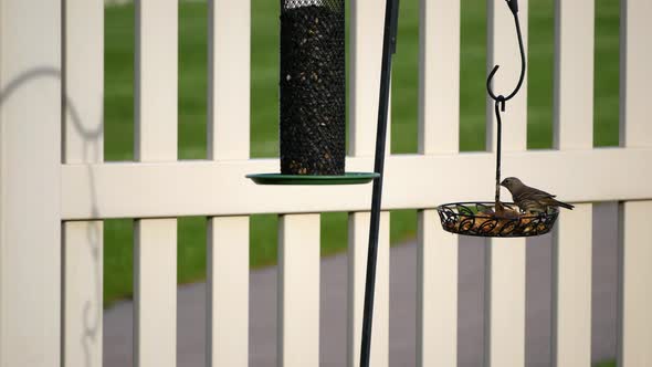 An adult female house finch or purple finch eats suet from a back-yard bird feeder