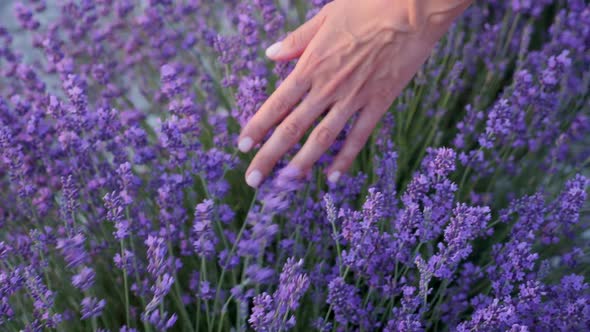 Woman Hand Floats on a Purple Flowering Lavender Bush in the Summer