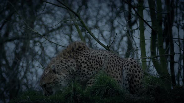 Cheetah Crouches And Stalks Off In The Evening